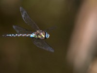 maudoc.com • Dragone autunnale - Aeshna mixta •  IMG_3446.jpg : Libellula