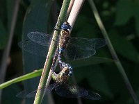 maudoc.com • Dragone autunnale - Aeshna mixta •  IMG_3505.jpg : Libellula