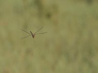 maudoc.com • Imperatore migrante - Anax ephippiger •  IMG_0298n.jpg : Libellula