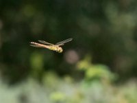 maudoc.com • Imperatore migrante - Anax ephippiger •  IMG_1998.jpg : Libellula