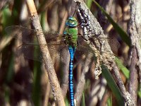 maudoc.com • Imperatore comune - Anax imperator •  IMG_2130.jpg   Imperatore comune - Anax imperator : Libellula