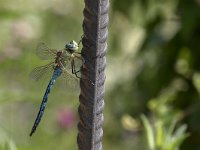 maudoc.com • Imperatore comune - Anax imperator •  IMG_3857.jpg   Imperatore comune - Anax imperator : Libellula