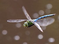 Imperatore comune - Anax imperator