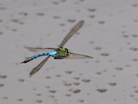 maudoc.com • Imperatore comune - Anax imperator •  IMG_7257.jpg   Imperatore comune - Anax imperator : Libellula