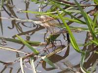 maudoc.com • Imperatore comune - Anax imperator •  IMG_7273.jpg   Imperatore comune - Anax imperator : Libellula