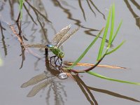 maudoc.com • Imperatore comune - Anax imperator •  IMG_7283.jpg   Imperatore comune - Anax imperator : Libellula