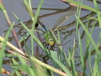 maudoc.com • Imperatore comune - Anax imperator •  IMG_7284.jpg   Imperatore comune - Anax imperator : Libellula