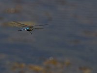 maudoc.com • Imperatore comune - Anax imperator •  IMG_8119.jpg   Imperatore comune - Anax imperator : Libellula