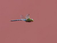 maudoc.com • Imperatore comune - Anax imperator •  IMG_8366.jpg   Imperatore comune - Anax imperator