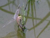 maudoc.com • Imperatore minore - Anax parthenope •  IMG_0128.jpg : Libellula