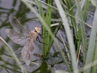 maudoc.com • Imperatore minore - Anax parthenope •  IMG_0148.jpg : Libellula