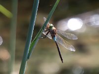 maudoc.com • Imperatore minore - Anax parthenope •  IMG_2223.jpg : Libellula