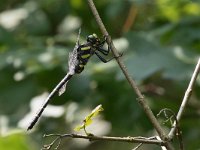 Guardaruscello collinare - Cordulegaster bidentata