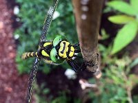 maudoc.com • Guardaruscello collinare - Cordulegaster bidentata •  IMG_4849.jpg : Libellula