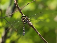 maudoc.com • Guardaruscello collinare - Cordulegaster bidentata •  IMG_8357.jpg : Libellula