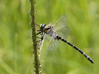 maudoc.com • Guardaruscello comune - Cordulegaster boltonii •  IMG_2542.jpg : Libellula