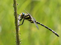 maudoc.com • Guardaruscello comune - Cordulegaster boltonii •  IMG_2547.jpg : Libellula