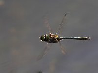 Smeralda bronzea - Cordulia aenea