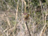 maudoc.com • Frecciarossa - Crocothemis erythraea •  Crocothemis erythraea minorca.jpg : Libellula