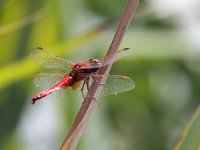 maudoc.com • Frecciarossa - Crocothemis erythraea •  IMG_0069.jpg : Libellula