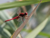 maudoc.com • Frecciarossa - Crocothemis erythraea •  IMG_0074b.jpg : Libellula