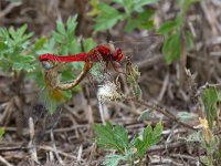 maudoc.com • Frecciarossa - Crocothemis erythraea •  IMG_2102.jpg : Libellula