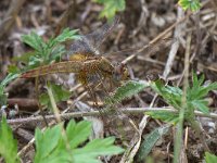 maudoc.com • Frecciarossa - Crocothemis erythraea •  IMG_2107.jpg : Libellula