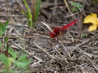 maudoc.com • Frecciarossa - Crocothemis erythraea •  IMG_2115.jpg : Libellula