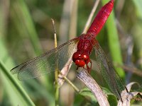 maudoc.com • Frecciarossa - Crocothemis erythraea •  IMG_2118.jpg : Libellula