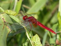 maudoc.com • Frecciarossa - Crocothemis erythraea •  IMG_2119.jpg : Libellula