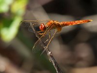 maudoc.com • Frecciarossa - Crocothemis erythraea •  IMG_2209.jpg : Libellula