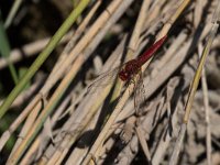 maudoc.com • Frecciarossa - Crocothemis erythraea •  IMG_3452.jpg : Libellula