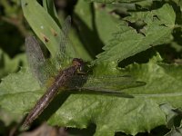 maudoc.com • Frecciarossa - Crocothemis erythraea •  IMG_3477.jpg : Libellula