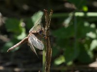 maudoc.com • Frecciarossa - Crocothemis erythraea •  IMG_3527.jpg : Libellula