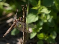 maudoc.com • Frecciarossa - Crocothemis erythraea •  IMG_3528.jpg : Libellula