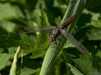 maudoc.com • Frecciarossa - Crocothemis erythraea •  IMG_3530.jpg : Libellula