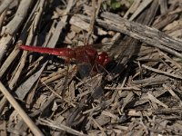 maudoc.com • Frecciarossa - Crocothemis erythraea •  IMG_3548.jpg : Libellula