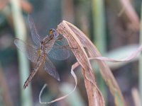 maudoc.com • Frecciarossa - Crocothemis erythraea •  IMG_3593.jpg : Libellula