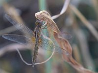 maudoc.com • Frecciarossa - Crocothemis erythraea •  IMG_3596.jpg : Libellula