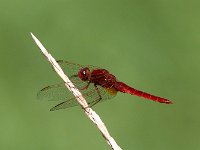 maudoc.com • Frecciarossa - Crocothemis erythraea •  IMG_3700.jpg : Libellula