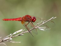 maudoc.com • Frecciarossa - Crocothemis erythraea •  IMG_3703.jpg : Libellula