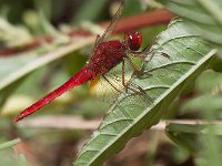 maudoc.com • Frecciarossa - Crocothemis erythraea •  IMG_3704.jpg : Libellula