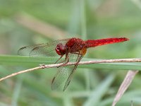 maudoc.com • Frecciarossa - Crocothemis erythraea •  IMG_3720.jpg : Libellula