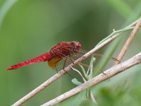 maudoc.com • Frecciarossa - Crocothemis erythraea •  IMG_3722.jpg : Libellula