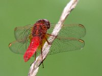 maudoc.com • Frecciarossa - Crocothemis erythraea •  IMG_3728H.jpg : Libellula