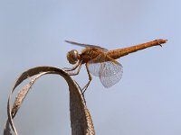 maudoc.com • Frecciarossa - Crocothemis erythraea •  IMG_6749.jpg : Libellula