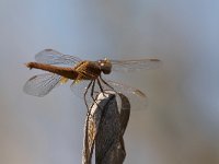 maudoc.com • Frecciarossa - Crocothemis erythraea •  IMG_6751.jpg : Libellula