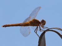 maudoc.com • Frecciarossa - Crocothemis erythraea •  IMG_6763.jpg : Libellula