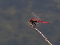 Frecciarossa - Crocothemis erythraea