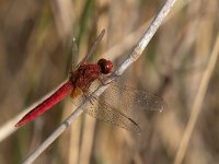 maudoc.com • Frecciarossa - Crocothemis erythraea •  IMG_7037.jpg : Libellula